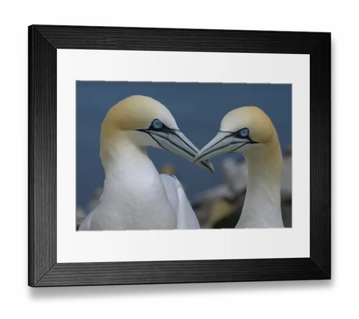 Framed Print : Northern gannets (Morus bassanus) pair in courtship display, Great Saltee Island, County Wexford, Republic of Ireland. June Framed Print : Northern gannets (Morus bassanus) pair in courtship display, Great Saltee Island, County Wexford, Republic of Ireland. June