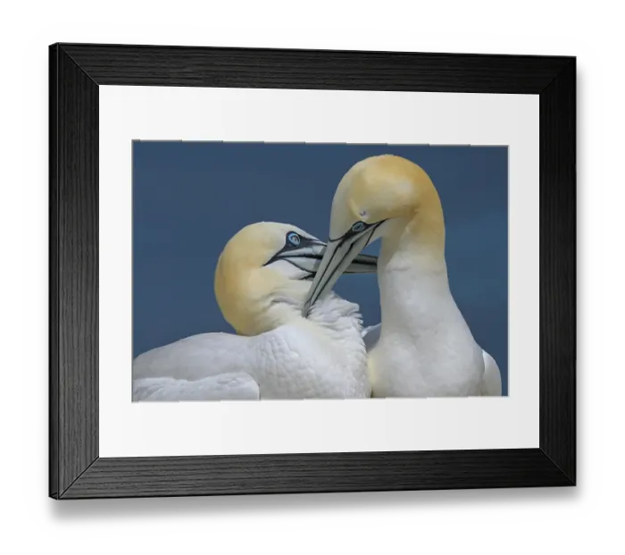 Framed Print : Northern gannets (Morus bassanus) pair in courtship display, Great Saltee Island, County Wexford, Republic of Ireland. June Framed Print : Northern gannets (Morus bassanus) pair in courtship display, Great Saltee Island, County Wexford, Republic of Ireland. June