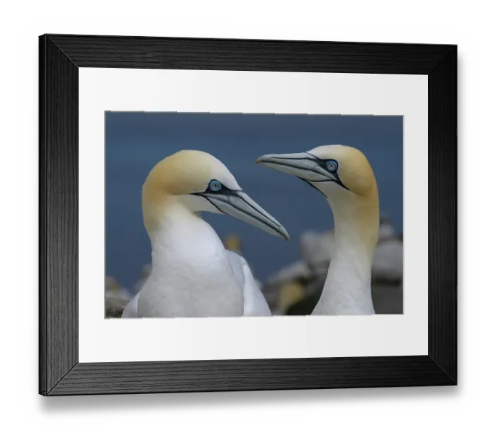 Framed Print : Northern gannets (Morus bassanus) pair in courtship display, Great Saltee Island, County Wexford, Republic of Ireland. June Framed Print : Northern gannets (Morus bassanus) pair in courtship display, Great Saltee Island, County Wexford, Republic of Ireland. June
