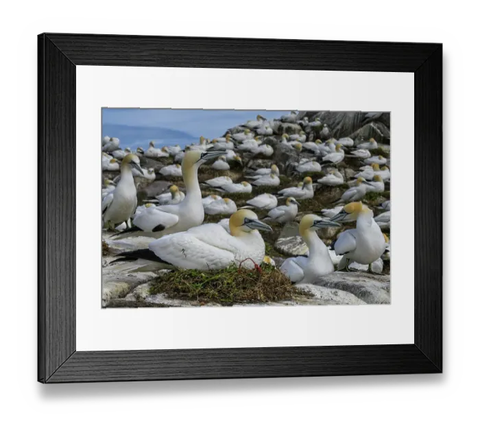 Framed Print : Northern gannets (Morus bassanus) colony on sea cliff, Great Saltee Island, County Wexford, Republic of Ireland. June Framed Print : Northern gannets (Morus bassanus) colony on sea cliff, Great Saltee Island, County Wexford, Republic of Ireland. June