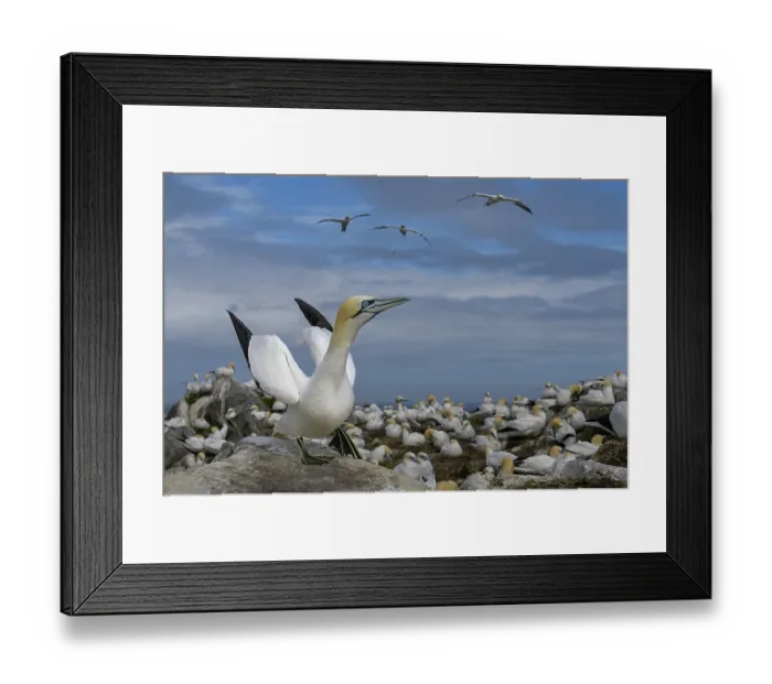 Framed Print : Northern gannet (Morus bassanus) courtship display among the colony, Great Saltee Island, County Wexford, Republic of Ireland. June Framed Print : Northern gannet (Morus bassanus) courtship display among the colony, Great Saltee Island, County Wexford, Republic of Ireland. June