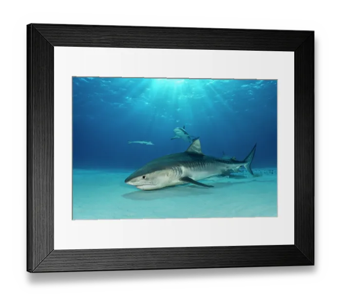 Framed Print : Tiger shark (Galeocerdo cuvier) female, swimming through sun beams with a Sharksucker (Echeneis naucrates) and Caribbean reef sharks (Carcharhinus perezi) behind Framed Print : Tiger shark (Galeocerdo cuvier) female, swimming through sun beams with a Sharksucker (Echeneis naucrates) and Caribbean reef sharks (Carcharhinus perezi) behind