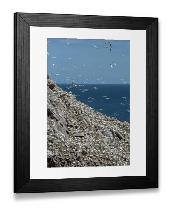Framed Print : Northern gannets (Morus bassanus) colony on sea cliff, Great Saltee Island, County Wexford, Republic of Ireland. June Framed Print : Northern gannets (Morus bassanus) colony on sea cliff, Great Saltee Island, County Wexford, Republic of Ireland. June