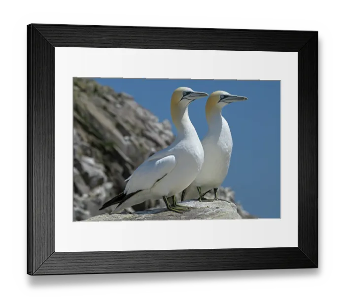 Framed Print : Northern gannet (Morus bassanus) pair, portrait, Great Saltee Island, County Wexford, Republic of Ireland. June Framed Print : Northern gannet (Morus bassanus) pair, portrait, Great Saltee Island, County Wexford, Republic of Ireland. June