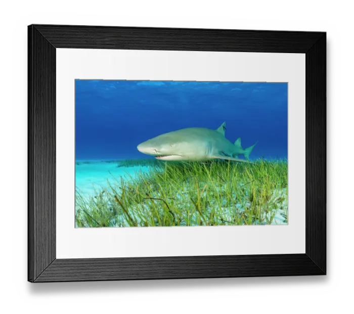 Framed Print : RF - Lemon shark (Negaprion brevirostris) swimming over Manatee grass (Syringodium filiforme) in shallow water, Little Bahama Bank, Grand Bahama Island, Bahamas, Atlantic Ocean Framed Print : RF - Lemon shark (Negaprion brevirostris) swimming over Manatee grass (Syringodium filiforme) in shallow water, Little Bahama Bank, Grand Bahama Island, Bahamas, Atlantic Ocean
