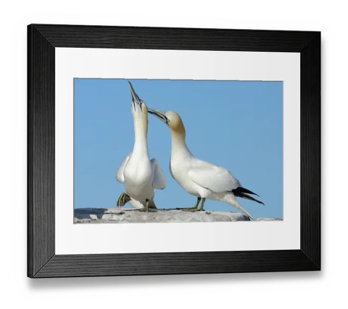Framed Print : Northern gannets (Morus bassanus) pair in courtship display, Great Saltee Island, County Wexford, Republic of Ireland. June Framed Print : Northern gannets (Morus bassanus) pair in courtship display, Great Saltee Island, County Wexford, Republic of Ireland. June