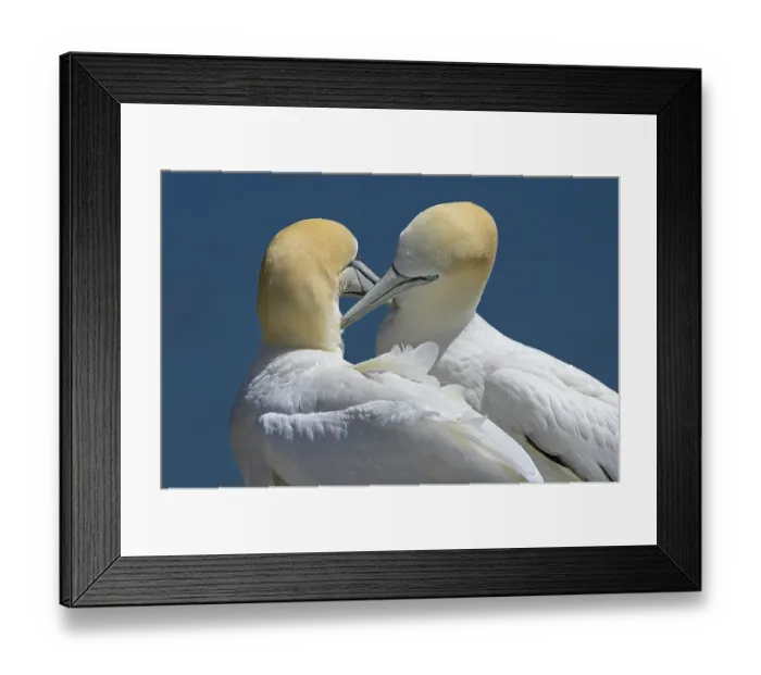 Framed Print : Northern gannets (Morus bassanus) pair in courtship display, Great Saltee Island, County Wexford, Republic of Ireland. June Framed Print : Northern gannets (Morus bassanus) pair in courtship display, Great Saltee Island, County Wexford, Republic of Ireland. June