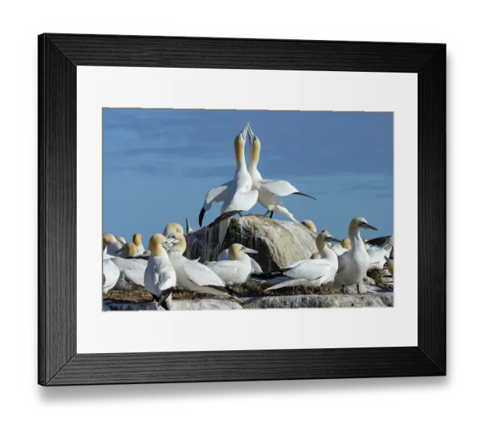 Framed Print : Northern gannets (Morus bassanus) pair in courtship display among the colony, Great Saltee Island, County Wexford, Republic of Ireland. June Framed Print : Northern gannets (Morus bassanus) pair in courtship display among the colony, Great Saltee Island, County Wexford, Republic of Ireland. June