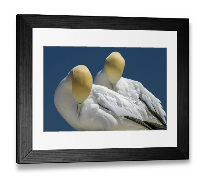 Framed Print : Northern gannets (Morus bassanus) pair preening, Great Saltee Island, County Wexford, Republic of Ireland. June Framed Print : Northern gannets (Morus bassanus) pair preening, Great Saltee Island, County Wexford, Republic of Ireland. June