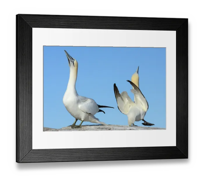Framed Print : Northern gannets (Morus bassanus) pair in courtship display, Great Saltee Island, County Wexford, Republic of Ireland. June Framed Print : Northern gannets (Morus bassanus) pair in courtship display, Great Saltee Island, County Wexford, Republic of Ireland. June