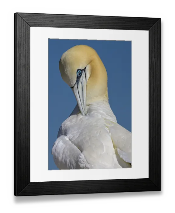 Framed Print : Northern gannet (Morus bassanus) preening, Great Saltee Island, County Wexford, Republic of Ireland. June Framed Print : Northern gannet (Morus bassanus) preening, Great Saltee Island, County Wexford, Republic of Ireland. June