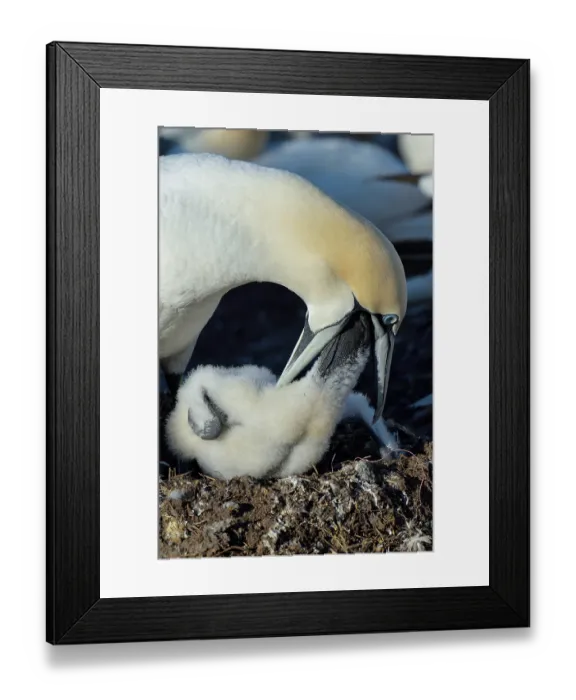 Framed Print : Northern gannet (Morus bassanus) feeding its chick in the colony, Great Saltee Island, County Wexford, Republic of Ireland. June Framed Print : Northern gannet (Morus bassanus) feeding its chick in the colony, Great Saltee Island, County Wexford, Republic of Ireland. June