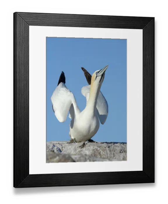 Framed Print : Northern gannet (Morus bassanus) in courtship display, Great Saltee Island, County Wexford, Republic of Ireland. June Framed Print : Northern gannet (Morus bassanus) in courtship display, Great Saltee Island, County Wexford, Republic of Ireland. June