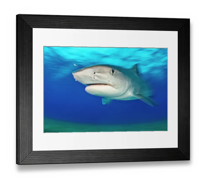 Framed Print : Tiger shark (Galeocerdo cuvier) swimming in shallow water, Little Bahama Bank, Grand Bahama Island, Bahamas, Atlantic Ocean. Controlled conditions Framed Print : Tiger shark (Galeocerdo cuvier) swimming in shallow water, Little Bahama Bank, Grand Bahama Island, Bahamas, Atlantic Ocean. Controlled conditions