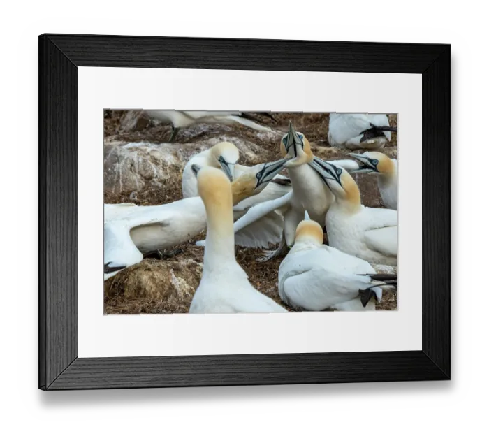 Framed Print : Northern gannets (Morus bassanus) fighting in the colony, Great Saltee Island, County Wexford, Republic of Ireland. June Framed Print : Northern gannets (Morus bassanus) fighting in the colony, Great Saltee Island, County Wexford, Republic of Ireland. June