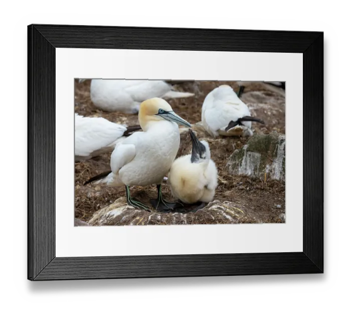 Framed Print : Northern gannet (Morus bassanus) on nest with chick among the colony, Great Saltee Island, County Wexford, Republic of Ireland. June Framed Print : Northern gannet (Morus bassanus) on nest with chick among the colony, Great Saltee Island, County Wexford, Republic of Ireland. June