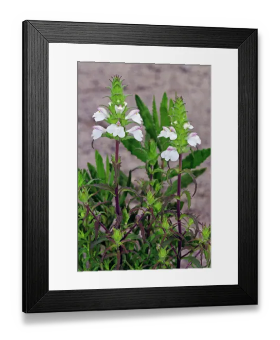 Framed Print : Mediterranean lineseed (Bellardia trixago) in flower, Arta to Capdepera, Majorca, Balearic Islands. April Framed Print : Mediterranean lineseed (Bellardia trixago) in flower, Arta to Capdepera, Majorca, Balearic Islands. April