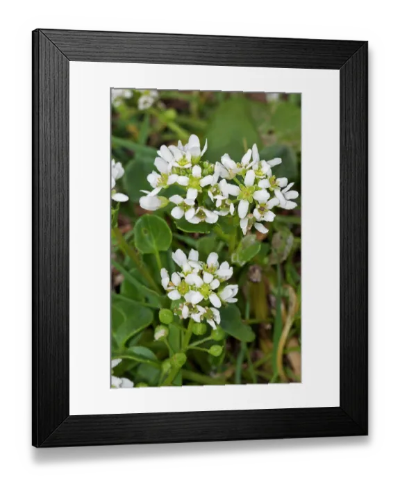 Framed Print : Common scurvygrass (Cochlearia officinalis) in flower, Bryher, Isles of Scilly, UK. May Framed Print : Common scurvygrass (Cochlearia officinalis) in flower, Bryher, Isles of Scilly, UK. May