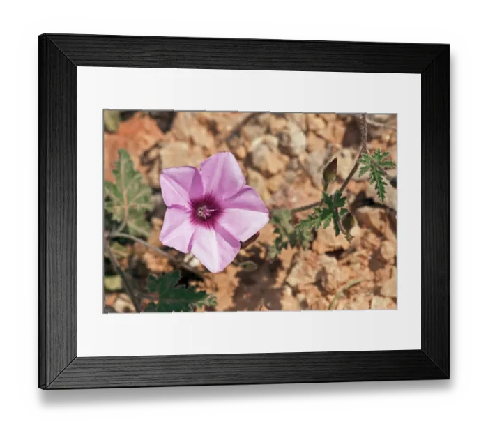 Framed Print : Mallow-leaved bindweed (Convolvulus althaeoides) in flower,  Via Verde, Manacor to Arta, Majorca, Balearic Islands. April