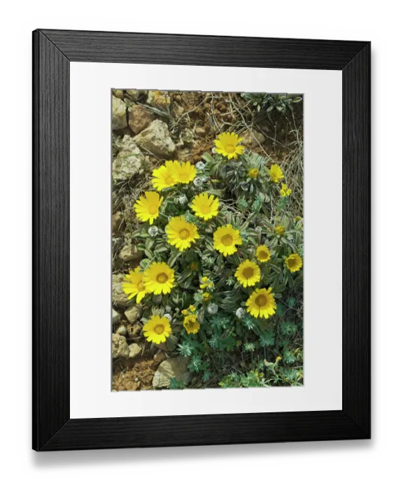 Framed Print : Sea daisy (Asteriscus maritimus) in flower, Cala Ratjada, Majorca, Balearic Islands. April Framed Print : Sea daisy (Asteriscus maritimus) in flower, Cala Ratjada, Majorca, Balearic Islands. April