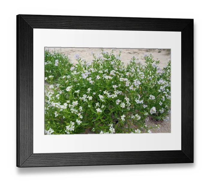 Framed Print : Sea rocket (Cakile maritima) in flower on beach, Gugh, St Agnes, Isles of Scilly, UK. September Framed Print : Sea rocket (Cakile maritima) in flower on beach, Gugh, St Agnes, Isles of Scilly, UK. September