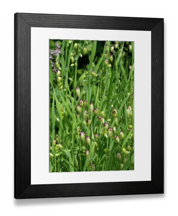 Framed Print : Greater quaking-grass (Briza maxima), St Mary's, Isles of Scilly, UK. May