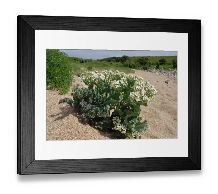 Framed Print : Sea-kale (Crambe maritima) in flower on beach, St Mary's, Isles of Scilly, UK. May