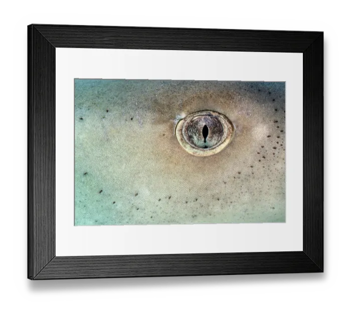 Framed Print : Lemon shark (Negaprion brevirostris) eye detail. Little Bahama Bank, Grand Bahama Island, Bahamas, Atlantic Ocean. Controlled conditions Framed Print : Lemon shark (Negaprion brevirostris) eye detail. Little Bahama Bank, Grand Bahama Island, Bahamas, Atlantic Ocean. Controlled conditions