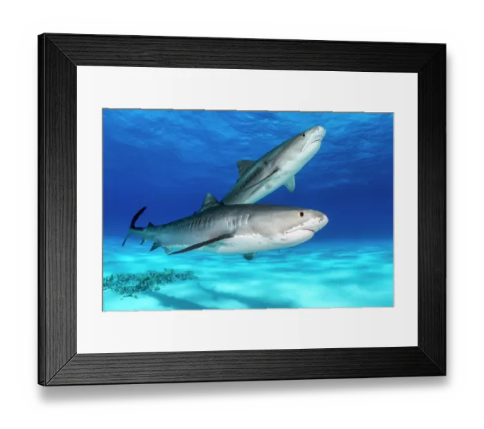 Framed Print : Two Tiger sharks (Galeocerdo cuvier) swimming over a shallow sand bank, Little Bahama Bank, Grand Bahama Island, Bahamas, Atlantic Ocean. Controlled conditions Framed Print : Two Tiger sharks (Galeocerdo cuvier) swimming over a shallow sand bank, Little Bahama Bank, Grand Bahama Island, Bahamas, Atlantic Ocean. Controlled conditions