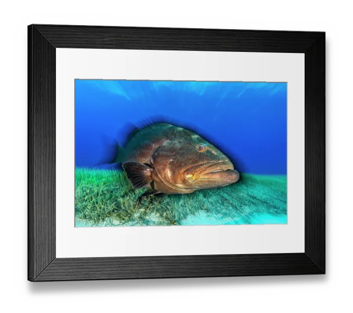 Framed Print : Black grouper (Mycteroperca bonaci) swimming over Manatee grass (Syringodium filiforme), Little Bahama Bank, Grand Bahama Island, Bahamas, Atlantic Ocean Framed Print : Black grouper (Mycteroperca bonaci) swimming over Manatee grass (Syringodium filiforme), Little Bahama Bank, Grand Bahama Island, Bahamas, Atlantic Ocean