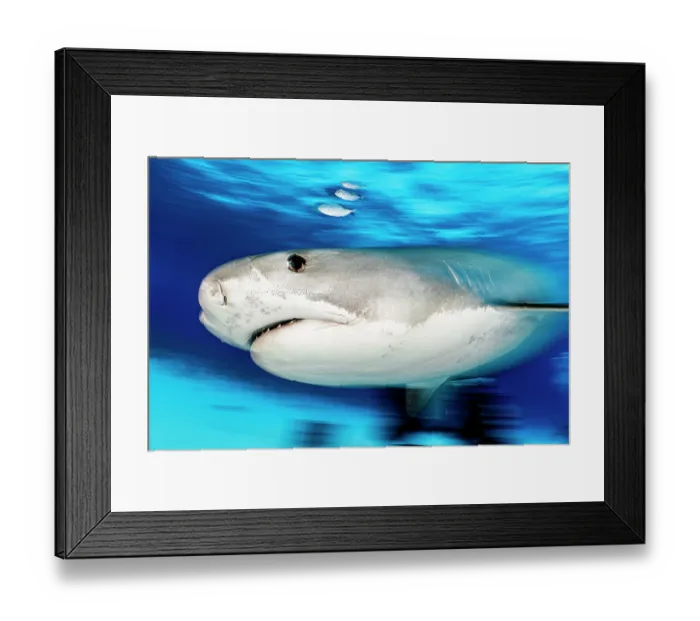 Framed Print : Tiger shark (Galeocerdo cuvier) female, accompanied by three Bar jacks (Caranx ruber), Little Bahama Bank, Grand Bahama Island, Bahamas, Atlantic Ocean. Controlled conditions