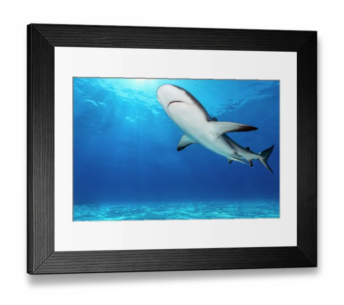 Framed Print : RF - Caribbean reef shark (Carcharhinus perezi) swimming through sun beams above a shallow sand bank, Little Bahama Bank, Grand Bahama Island. Bahamas, Atlantic Ocean. Endangered Framed Print : RF - Caribbean reef shark (Carcharhinus perezi) swimming through sun beams above a shallow sand bank, Little Bahama Bank, Grand Bahama Island. Bahamas, Atlantic Ocean. Endangered