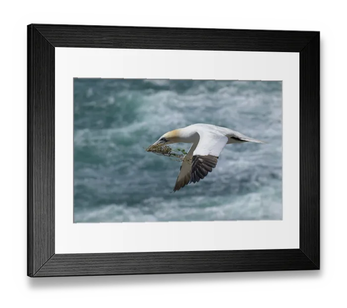 Framed Print : Northern gannet (Morus bassanus) in flight with nesting material in beak, Great Saltee Island, County Wexford, Republic of Ireland. June Framed Print : Northern gannet (Morus bassanus) in flight with nesting material in beak, Great Saltee Island, County Wexford, Republic of Ireland. June