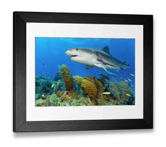 Framed Print : RF - Tiger shark (Galeocerdo cuvier) female, swimming over soft corals Framed Print : RF - Tiger shark (Galeocerdo cuvier) female, swimming over soft corals