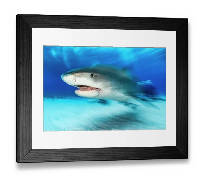 Framed Print : RF - Tiger shark (Galeocerdo cuvier) female, swimming in shallow water, Little Bahama Bank, Grand Bahama Island, Bahamas, Atlantic Ocean. Controlled conditions