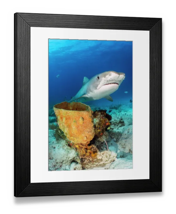 Framed Print : RF - Tiger shark (Galeocerdo cuvier) swimming over a large Netted barrel sponge (Verongula gigantea) on a coral reef, Little Bahama Bank, Grand Bahama Island, Bahamas Framed Print : RF - Tiger shark (Galeocerdo cuvier) swimming over a large Netted barrel sponge (Verongula gigantea) on a coral reef, Little Bahama Bank, Grand Bahama Island, Bahamas