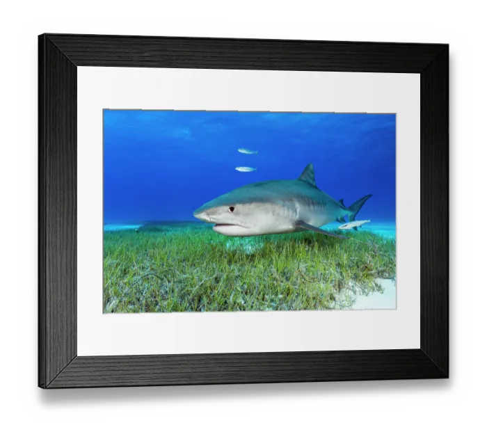 Framed Print : RF - Tiger shark (Galeocerdo cuvier) swimming over Manatee grass (Syringodium filiforme), Little Bahama Bank, Grand Bahama Island, Bahamas, Atlantic Ocean. Controlled conditions Framed Print : RF - Tiger shark (Galeocerdo cuvier) swimming over Manatee grass (Syringodium filiforme), Little Bahama Bank, Grand Bahama Island, Bahamas, Atlantic Ocean. Controlled conditions