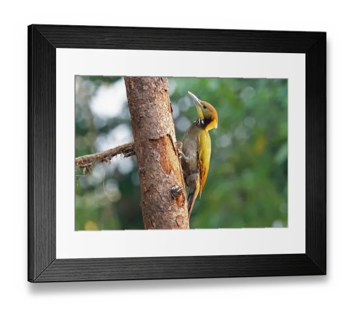 Framed Print : Greater yellownape (Chrusophlegma flavinucha) male, perched on side of tree trunk, Sattal, Uttarakhand, India Framed Print : Greater yellownape (Chrusophlegma flavinucha) male, perched on side of tree trunk, Sattal, Uttarakhand, India