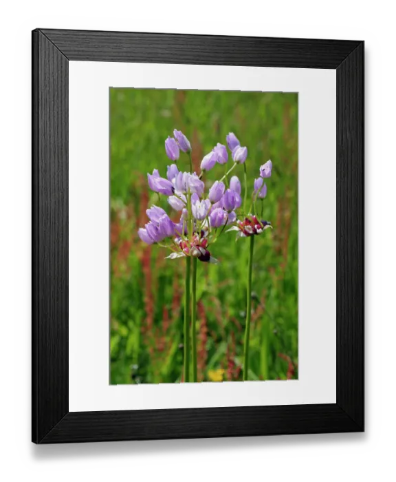 Framed Print : Rosy garlic (Allium roseum) in flower in a field, St Mary's, Isles of Scilly, UK. May Framed Print : Rosy garlic (Allium roseum) in flower in a field, St Mary's, Isles of Scilly, UK. May