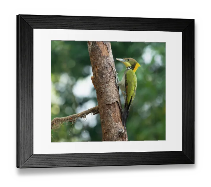 Framed Print : Greater yellownape (Chrusophlegma flavinucha) male, perched on side of tree trunk, Sattal, Uttarakhand, India Framed Print : Greater yellownape (Chrusophlegma flavinucha) male, perched on side of tree trunk, Sattal, Uttarakhand, India