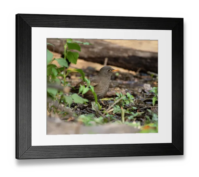 Framed Print : Indian blackbird (Turdus simillimus) female, portrait, Sattal, Uttarkhand, India Framed Print : Indian blackbird (Turdus simillimus) female, portrait, Sattal, Uttarkhand, India
