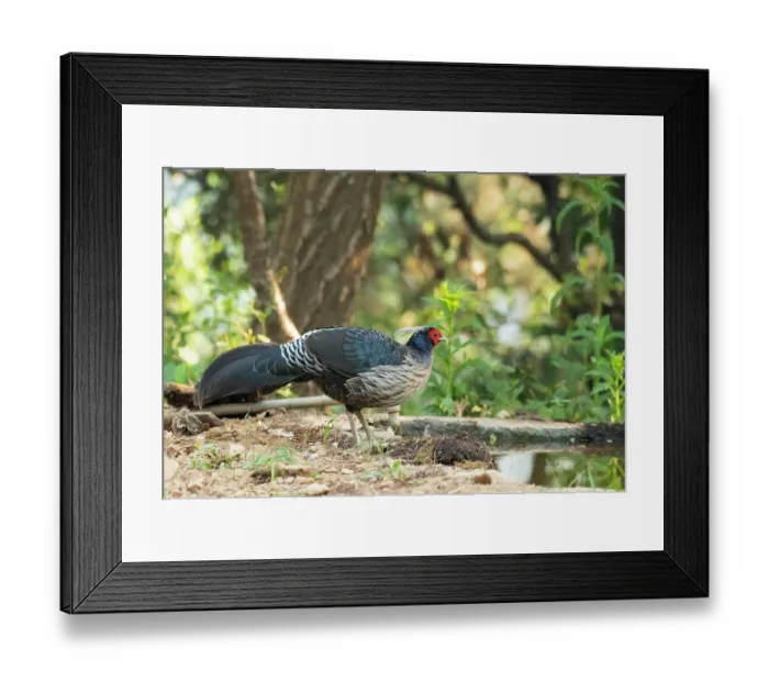 Framed Print : Kalij pheasant (Lophura leucomelanos) male, standing at edge of pool, Sattal, Uttarakhand, India Framed Print : Kalij pheasant (Lophura leucomelanos) male, standing at edge of pool, Sattal, Uttarakhand, India