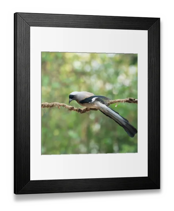 Framed Print : Grey treepie (Dendrocitta formosae) perched on branch, Sattal, Uttarakhand, India Framed Print : Grey treepie (Dendrocitta formosae) perched on branch, Sattal, Uttarakhand, India