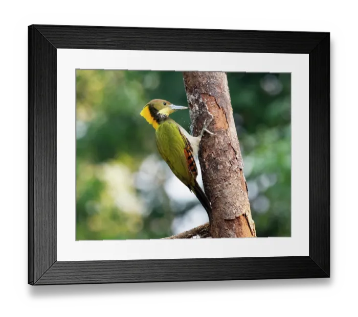 Framed Print : Greater yellownape (Chrusophlegma flavinucha) male, perched on side of tree trunk, Sattal, Uttarakhand, India