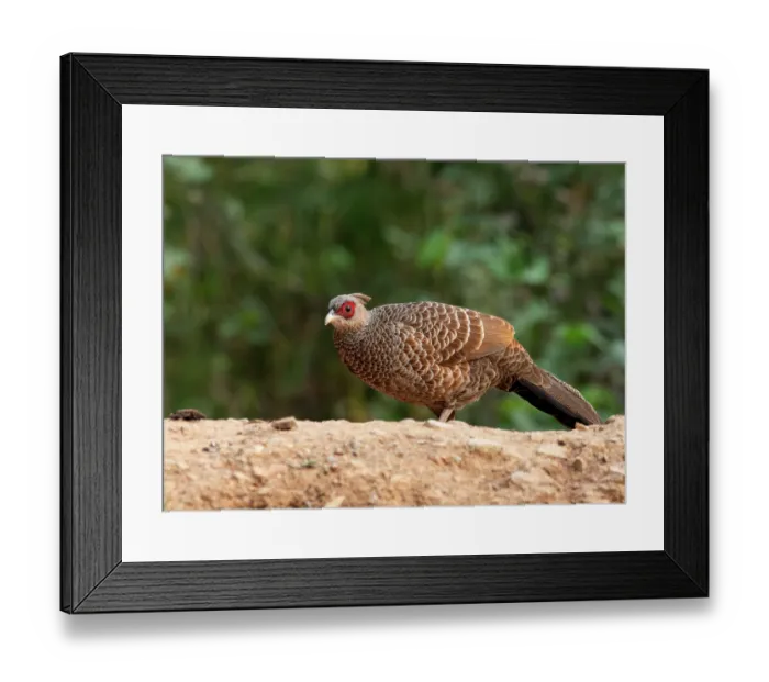 Framed Print : Kalij pheasant (Lophura leucomelanos) female, portrait, Sattal, Uttarakhand, India Framed Print : Kalij pheasant (Lophura leucomelanos) female, portrait, Sattal, Uttarakhand, India