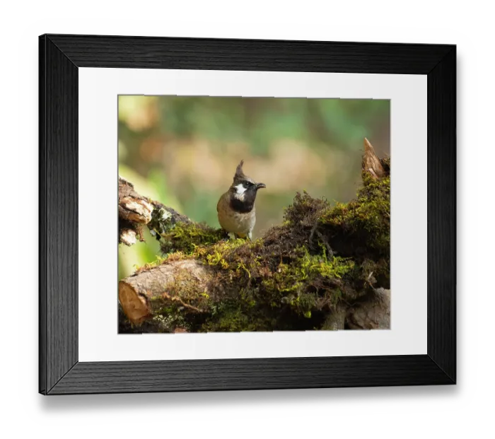 Framed Print : Himalayan bulbul (Pycnonotus leucogenys) perched on mossy branch feeding, Sattal, Uttarkhand, India Framed Print : Himalayan bulbul (Pycnonotus leucogenys) perched on mossy branch feeding, Sattal, Uttarkhand, India