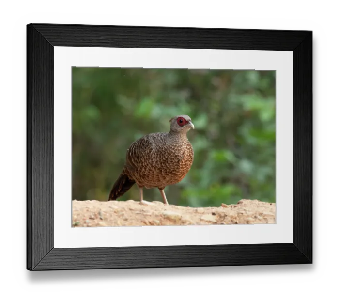 Framed Print : Kalij pheasant (Lophura leucomelanos) female, portrait, Sattal, Uttarakhand, India Framed Print : Kalij pheasant (Lophura leucomelanos) female, portrait, Sattal, Uttarakhand, India