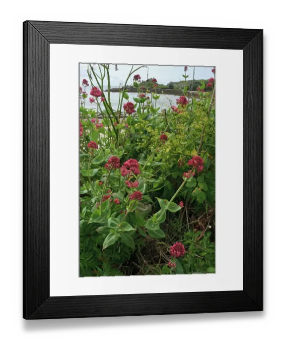 Framed Print : Red valerian (Centranthus ruber) in flower, naturalised, St Mary's, Isles of Scilly, UK. May Framed Print : Red valerian (Centranthus ruber) in flower, naturalised, St Mary's, Isles of Scilly, UK. May