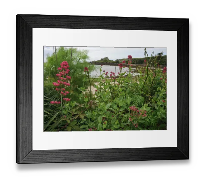 Framed Print : Red valerian (Centranthus ruber) in flower, naturalised, St Mary's, Isles of Scilly, UK. May Framed Print : Red valerian (Centranthus ruber) in flower, naturalised, St Mary's, Isles of Scilly, UK. May