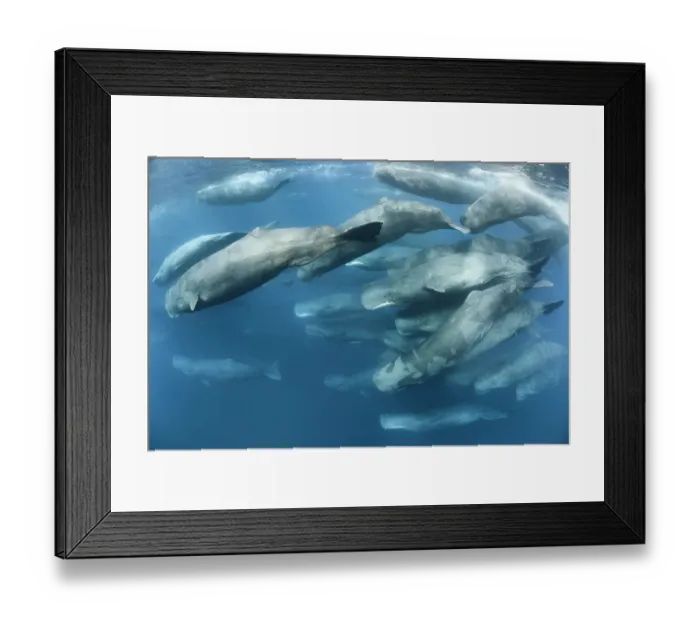 Framed Print : Aggregation of Sperm whales (Physeter macrocephalus) predominantly female, engaging in social activity and feeding, Sri Lanka, Indian Ocean